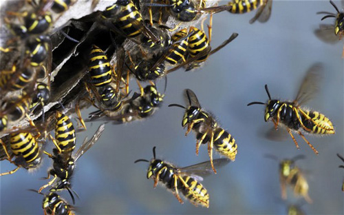 Pest control – how to avoid getting stung!